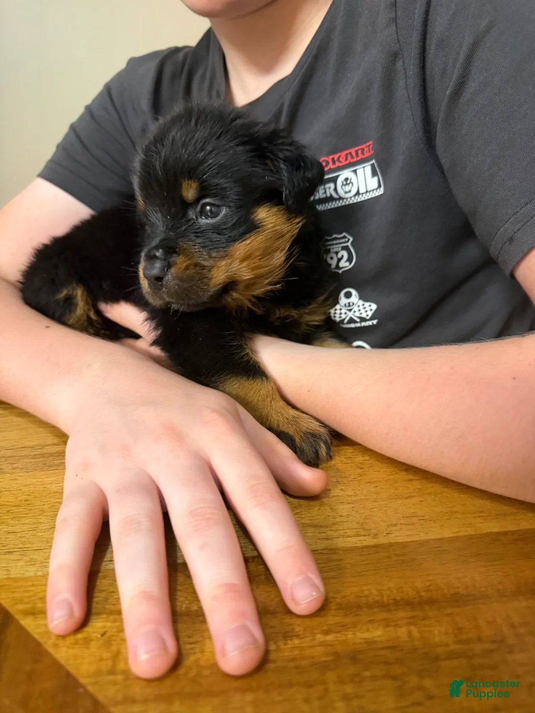 Rottweiler dogs for sale: Rottweiler Puppy 3 - Ad 2