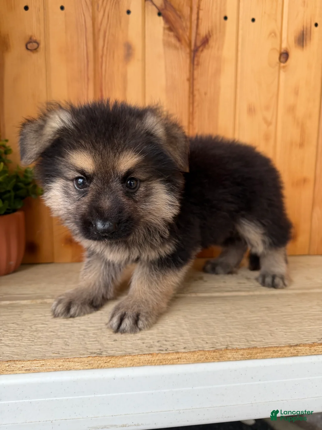 Mixed Breed dogs for sale: Mini Fenn  - Ad 8