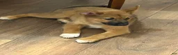 Mixed Breed dogs for sale: Raph - Ad 1