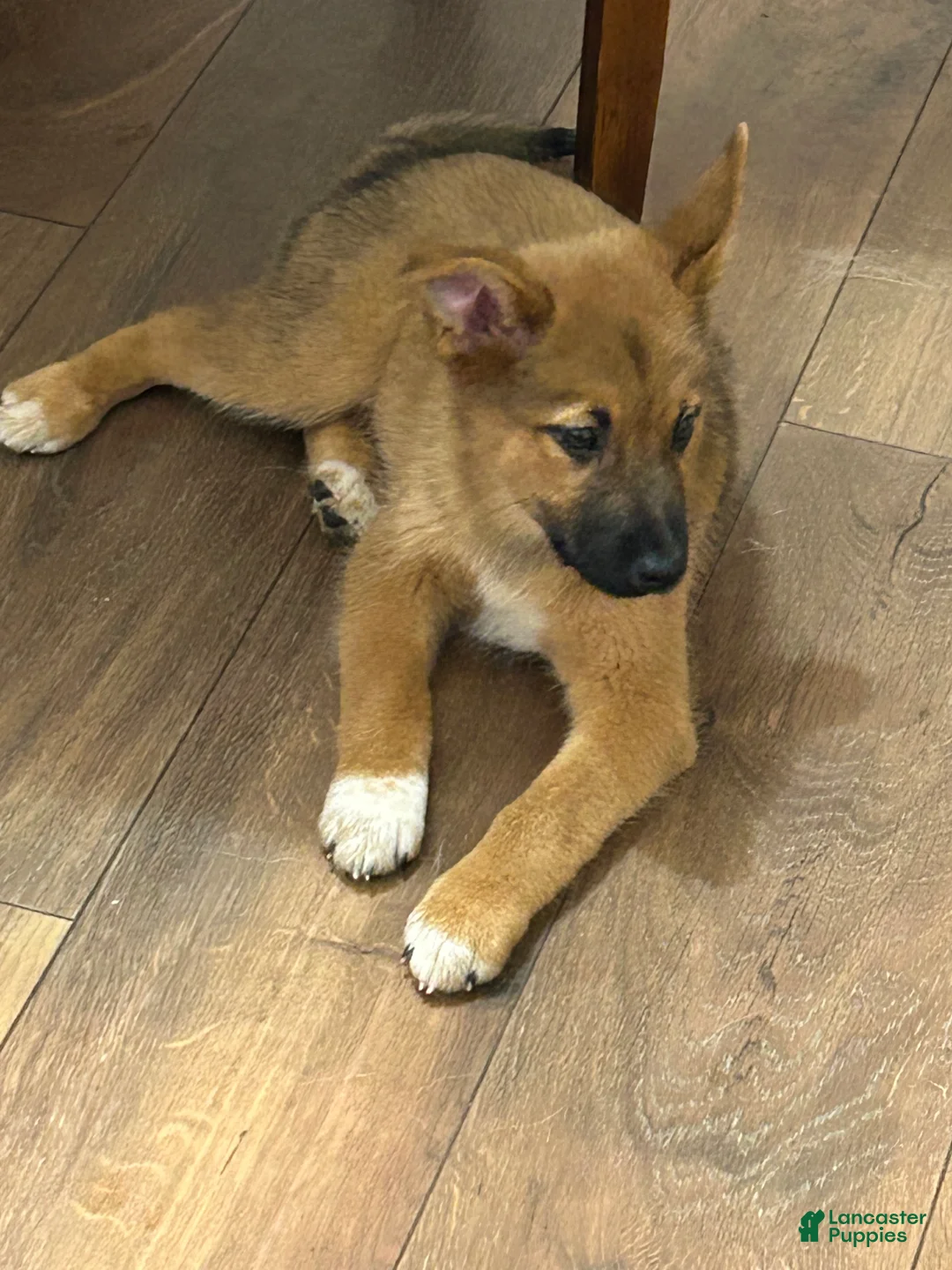 Mixed Breed dogs for sale: Raph - Ad 1