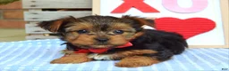 Yorkshire Terrier dogs for sale: Paisley  - Ad 10