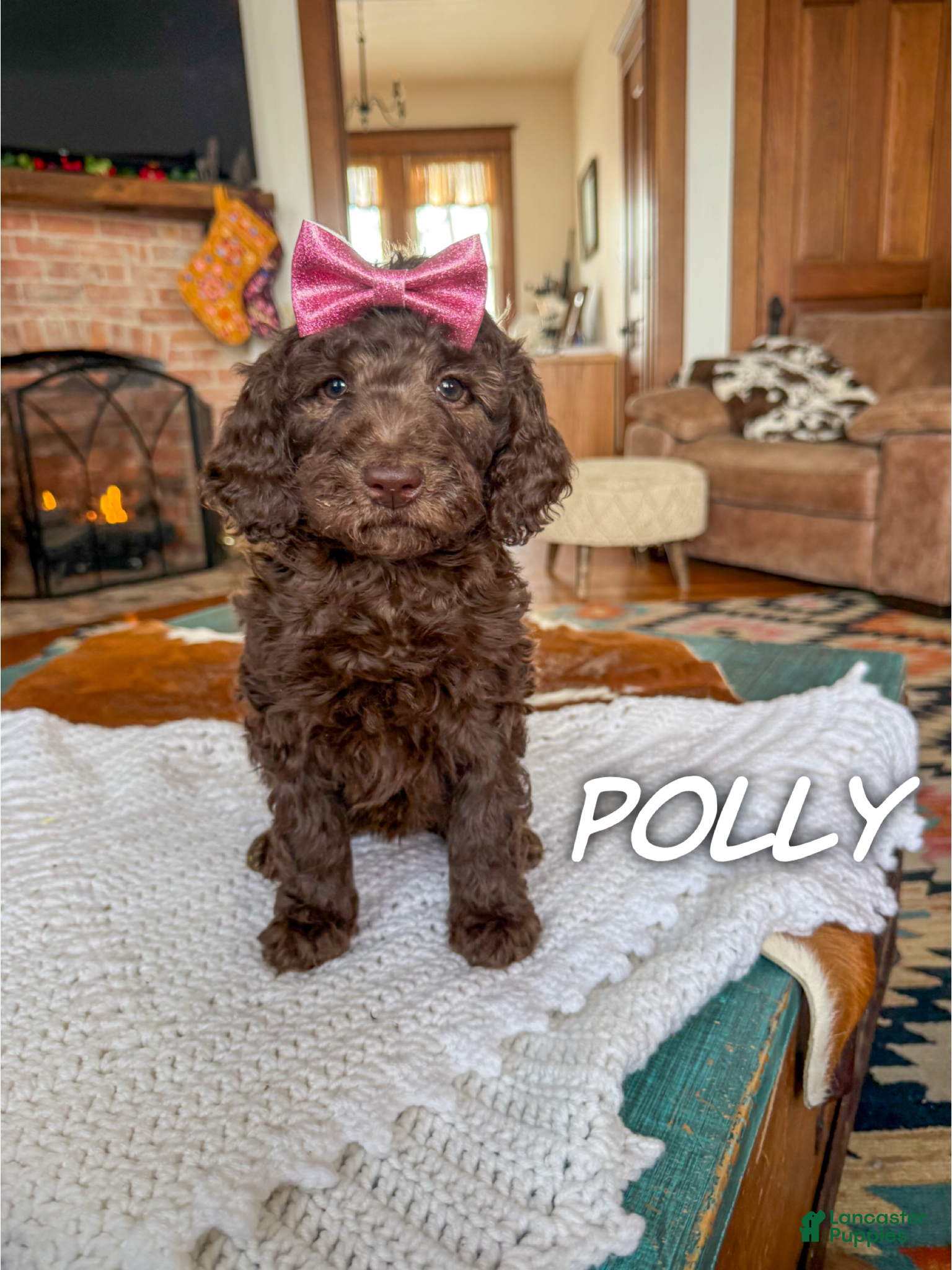 Mixed Breed dogs Polly - Ad 39