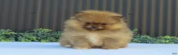 Pomeranian dogs for sale: Peanut 🩵🐾 - Ad 13