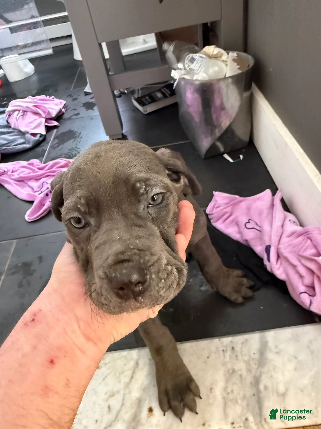 Cane Corso dogs for sale: Cane Corso Puppy 4 - Ad 2