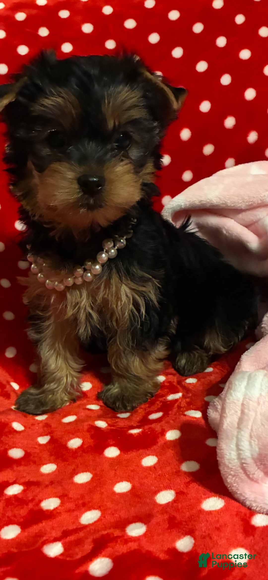 Yorkshire Terrier dogs for sale: Yorkshire Terrier Puppy 2 - Ad 2