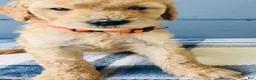 Goldendoodle dogs for sale: Orange Boy - Ad 2