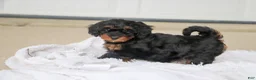 Mini Goldendoodle dogs for sale: Pumpkin - Ad 6
