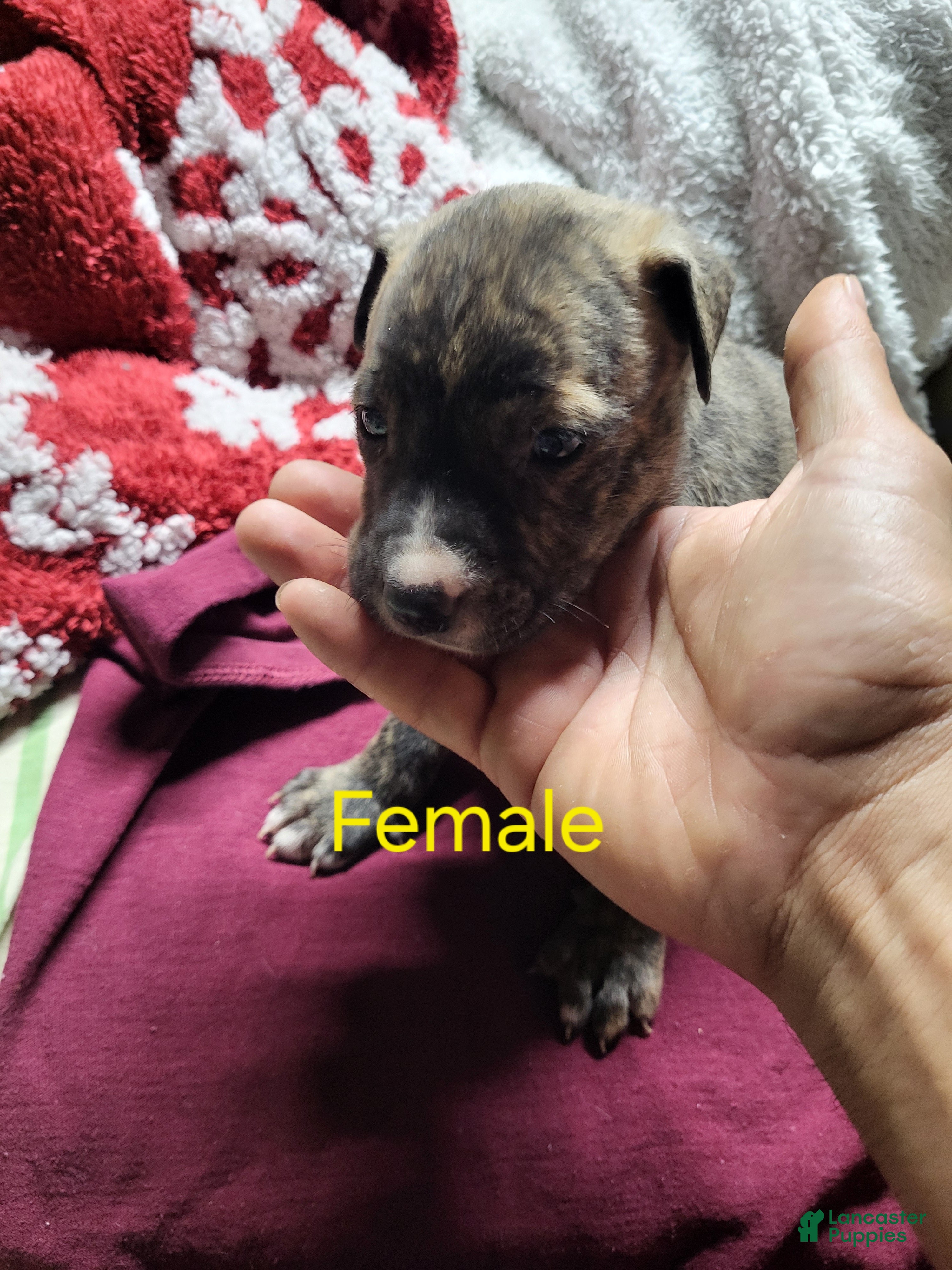 American Pit Bull Terrier (American Pit Bull Terrier, Female) in Etowah, TN