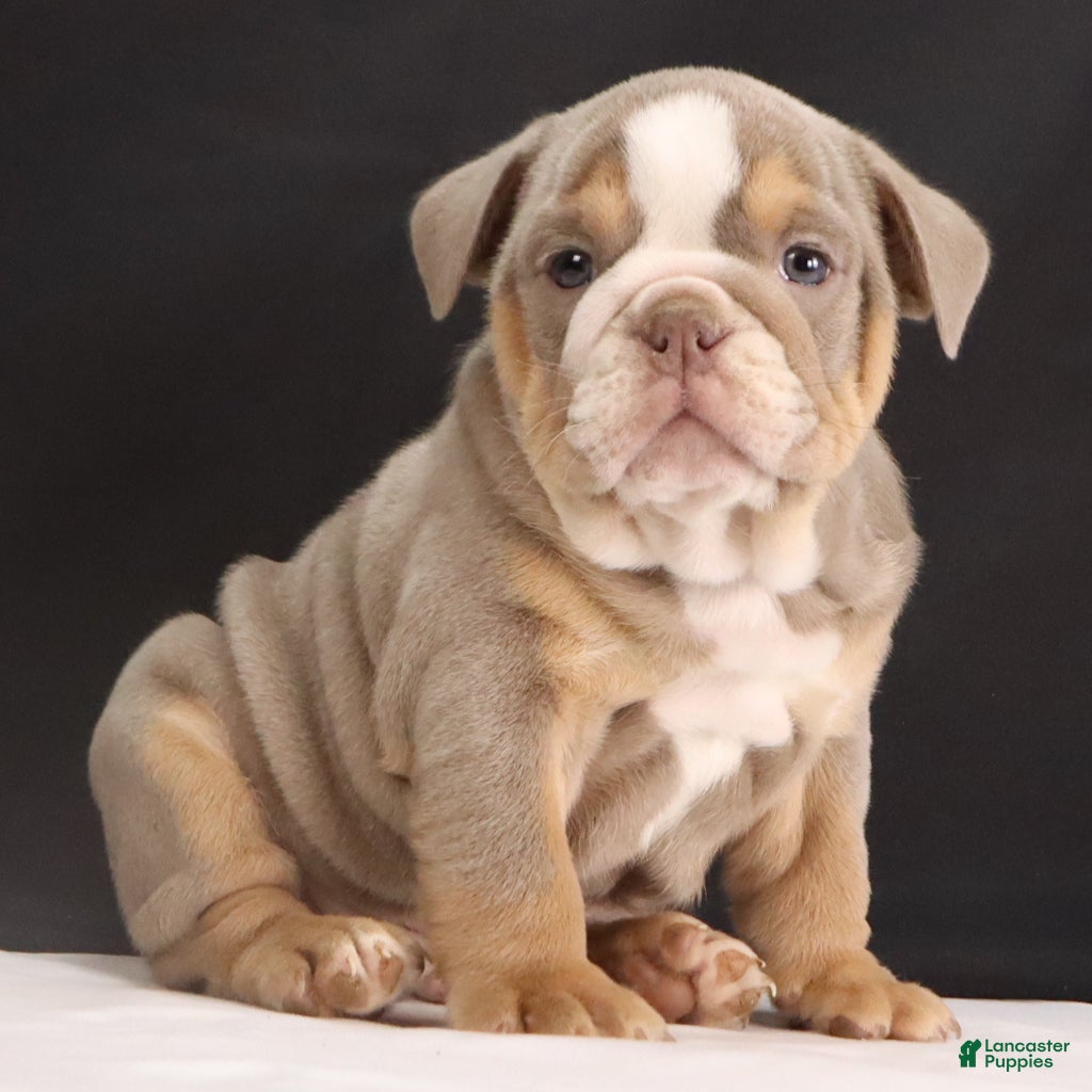 French Bulldog dogs Tucker - Ad 1
