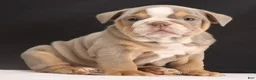 English Bulldog dogs for sale: Tucker - Ad 1