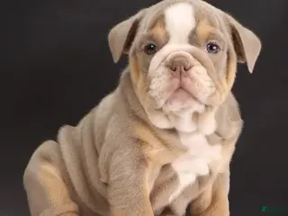 English Bulldog dogs for sale: Tucker - Ad 1