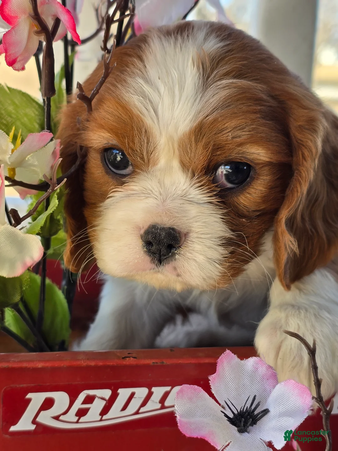 Cavalier King Charles Spaniel dogs for sale: Darla - Ad 11