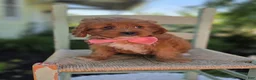 Cavapoo dogs for sale: Carmel - Ad 3
