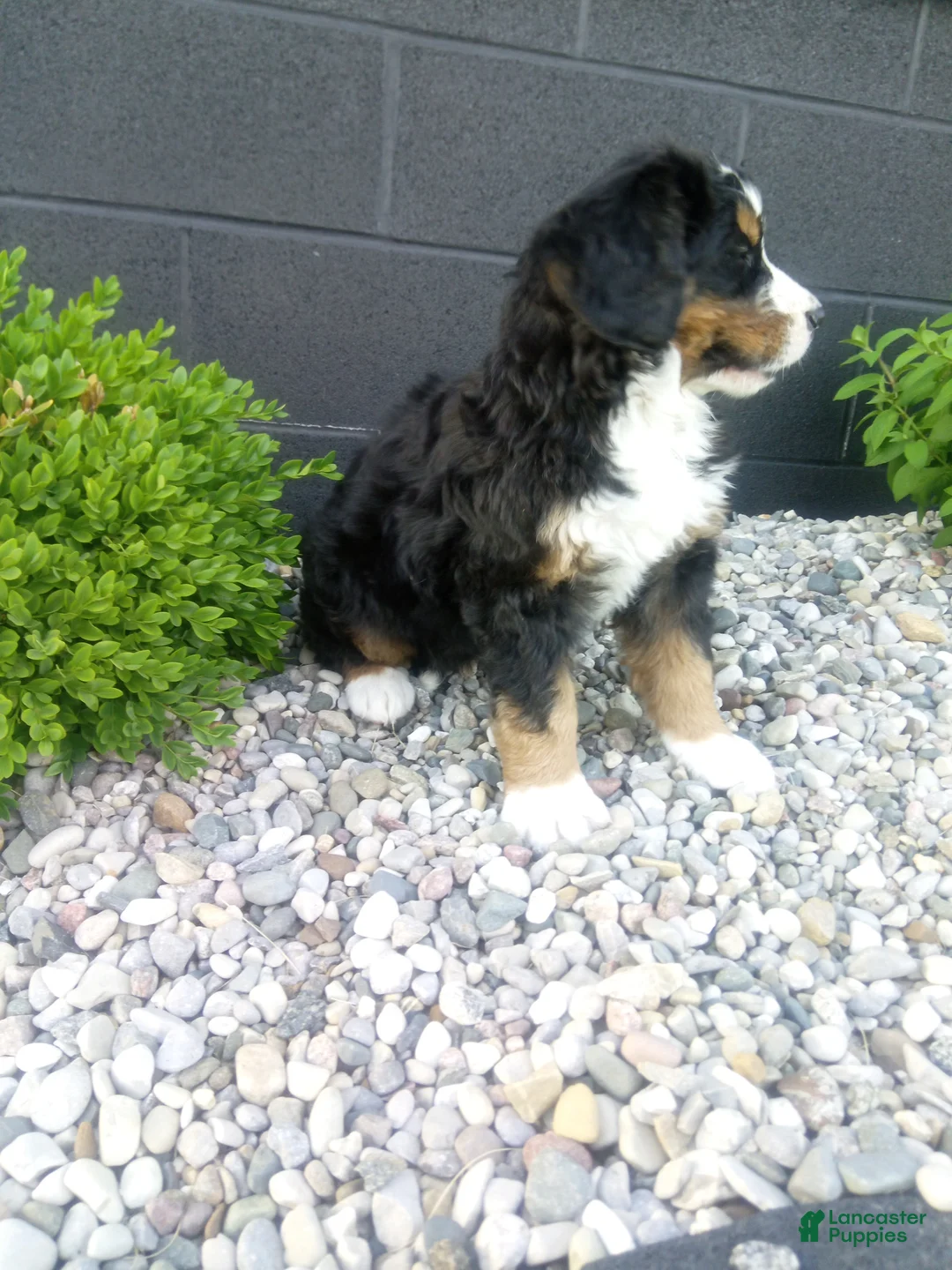 Bernese Mountain Dog dogs for sale: Carla  - Ad 5