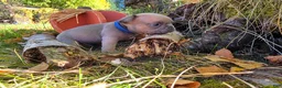 French Bulldog dogs for sale: Walter  - Ad 26