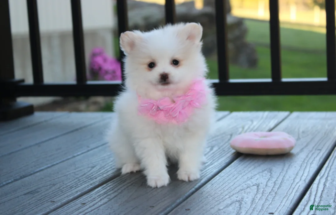 Pomeranian dogs for sale: Marshmallow  - Ad 2