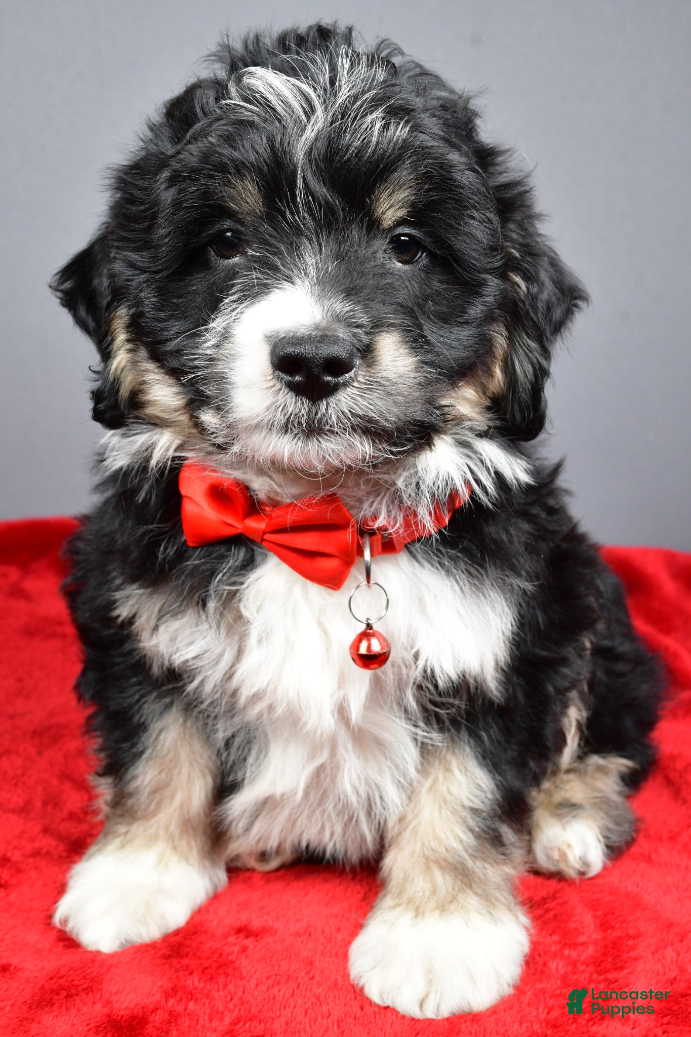 Mini Aussiedoodle dogs Stephen - Ad 1