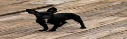 Chihuahua dogs for sale: Robert - Ad 5