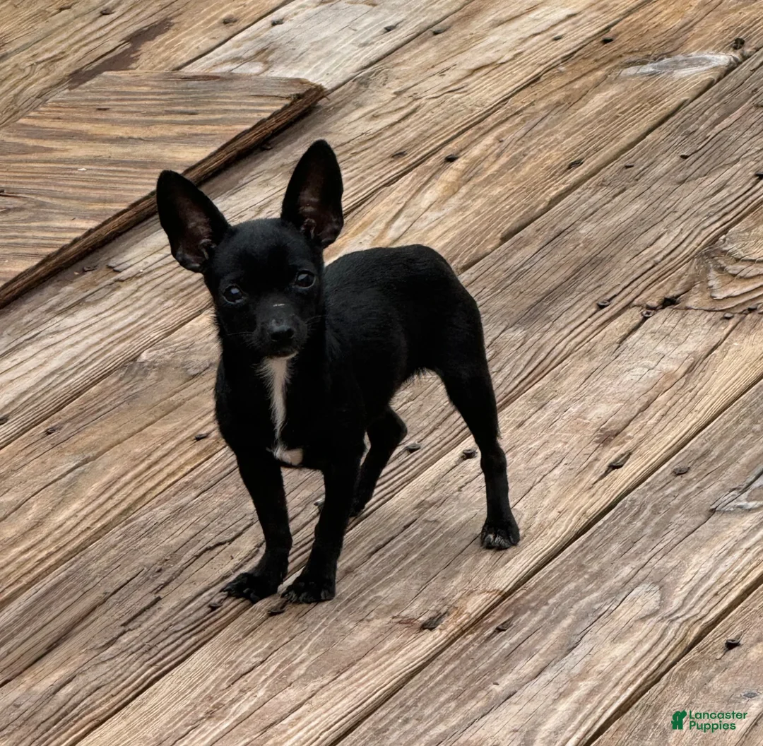 Chihuahua dogs for sale: Robert - Ad 5