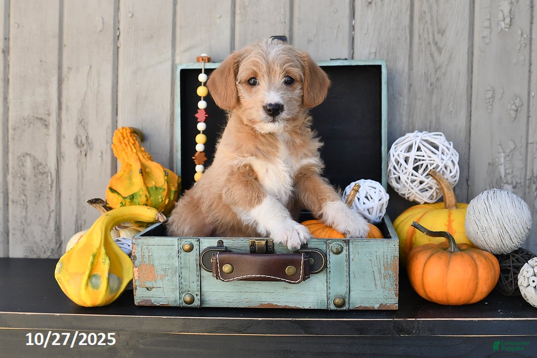 Mixed Breed dogs for sale: Tommy - Ad 3