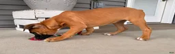 Boxer dogs for sale: Brooke - Ad 5