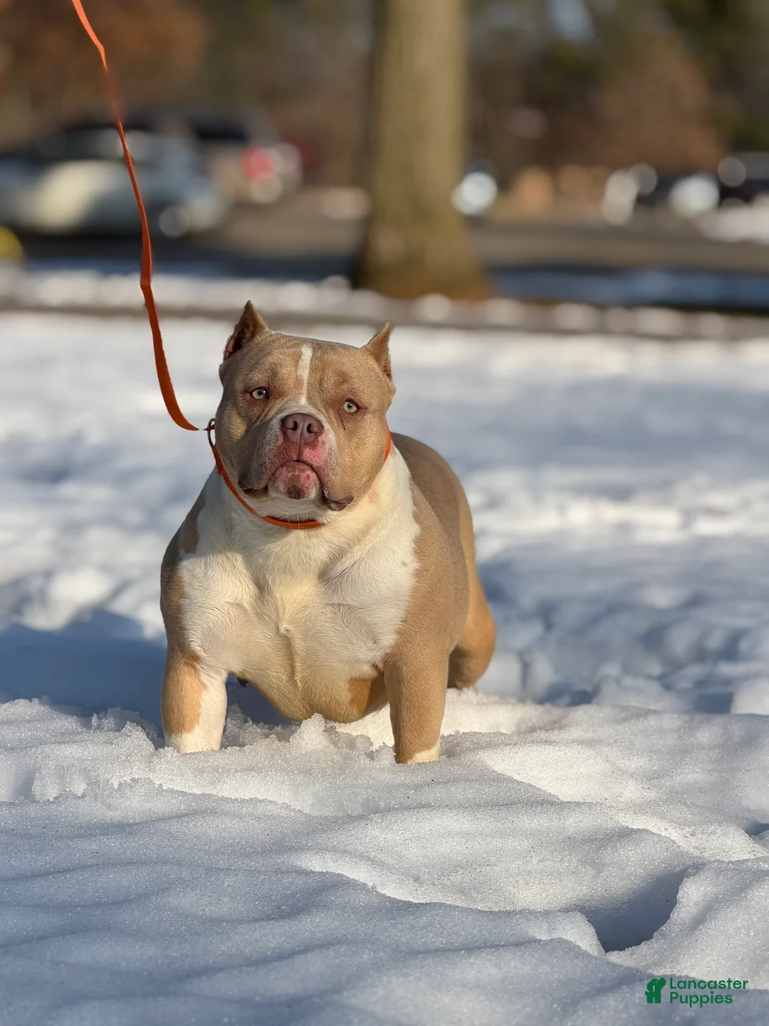 American Bully dogs for sale: Suzie- SPAYED American Bully Female  - Ad 1