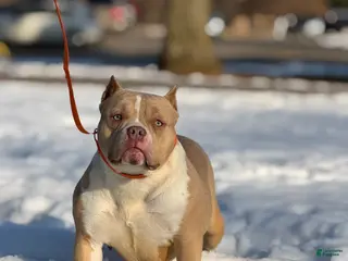 American Bully dogs Suzie- SPAYED American Bully Female - Ad 8