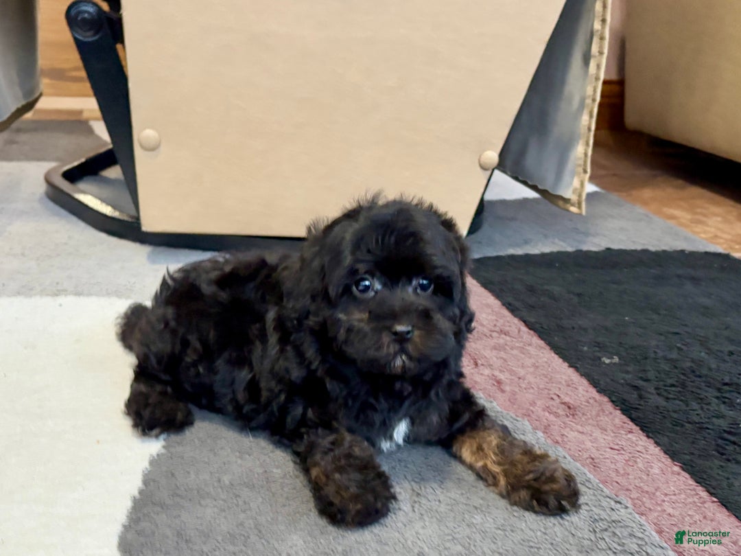 Havapoo dogs for sale: Havapoo Puppy 2 - Ad 2