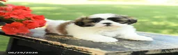 Shih Tzu dogs for sale: Lucky - Ad 4
