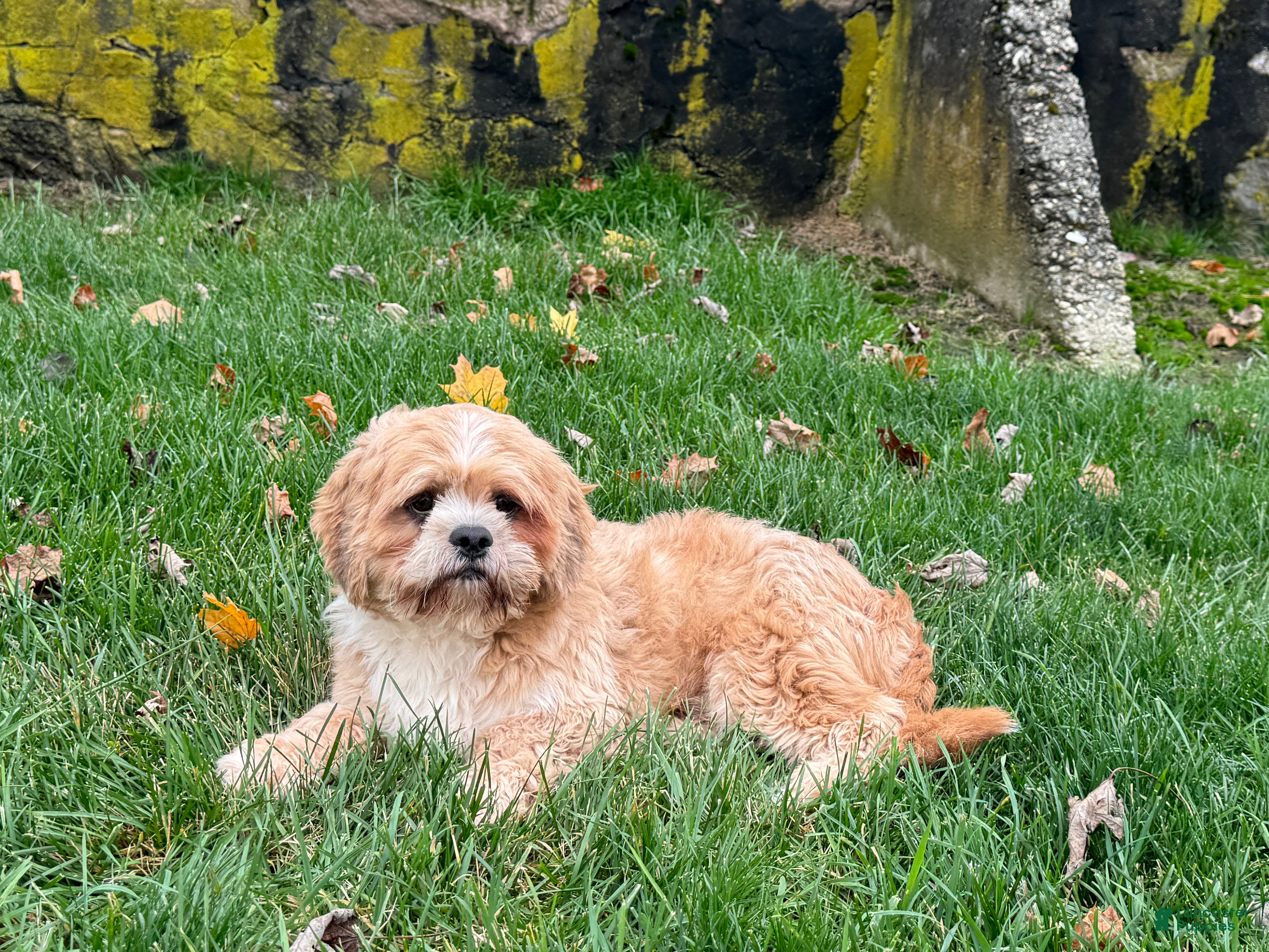 Lhasa Apso dogs Corey - Ad 6