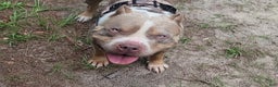 American Bully dogs for sale: GUY - Ad 4