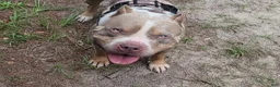American Bully dogs for sale: GUY - Ad 10