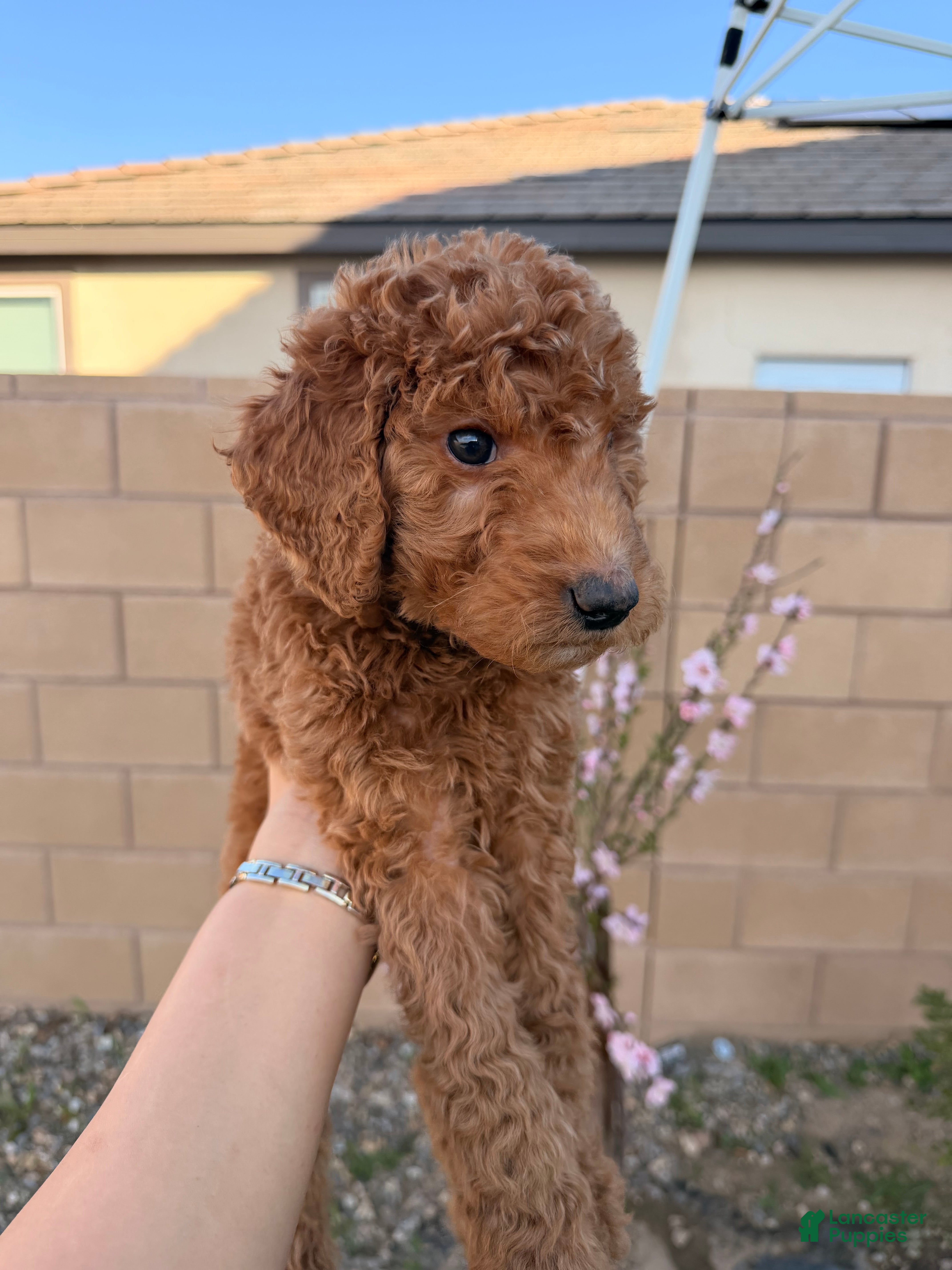 Goldendoodle dogs Goldendoodle Puppy 1 - Ad 9