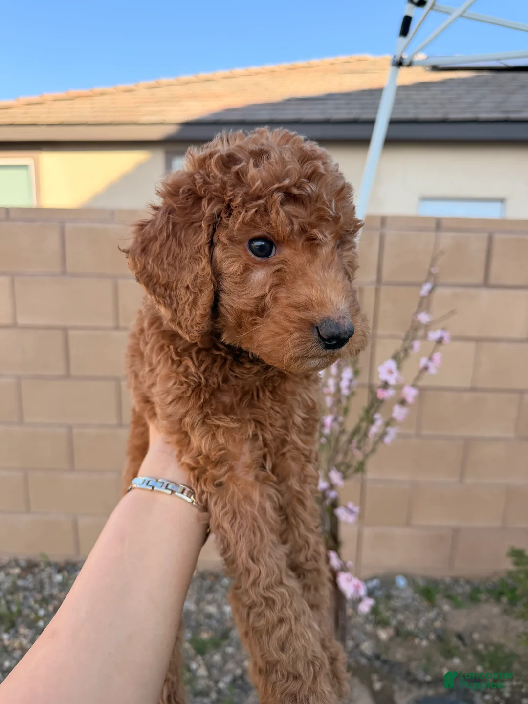 Goldendoodle dogs for sale: Goldendoodle Puppy 1 - Ad 1