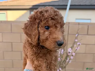 Goldendoodle dogs Goldendoodle Puppy 1 - Ad 3