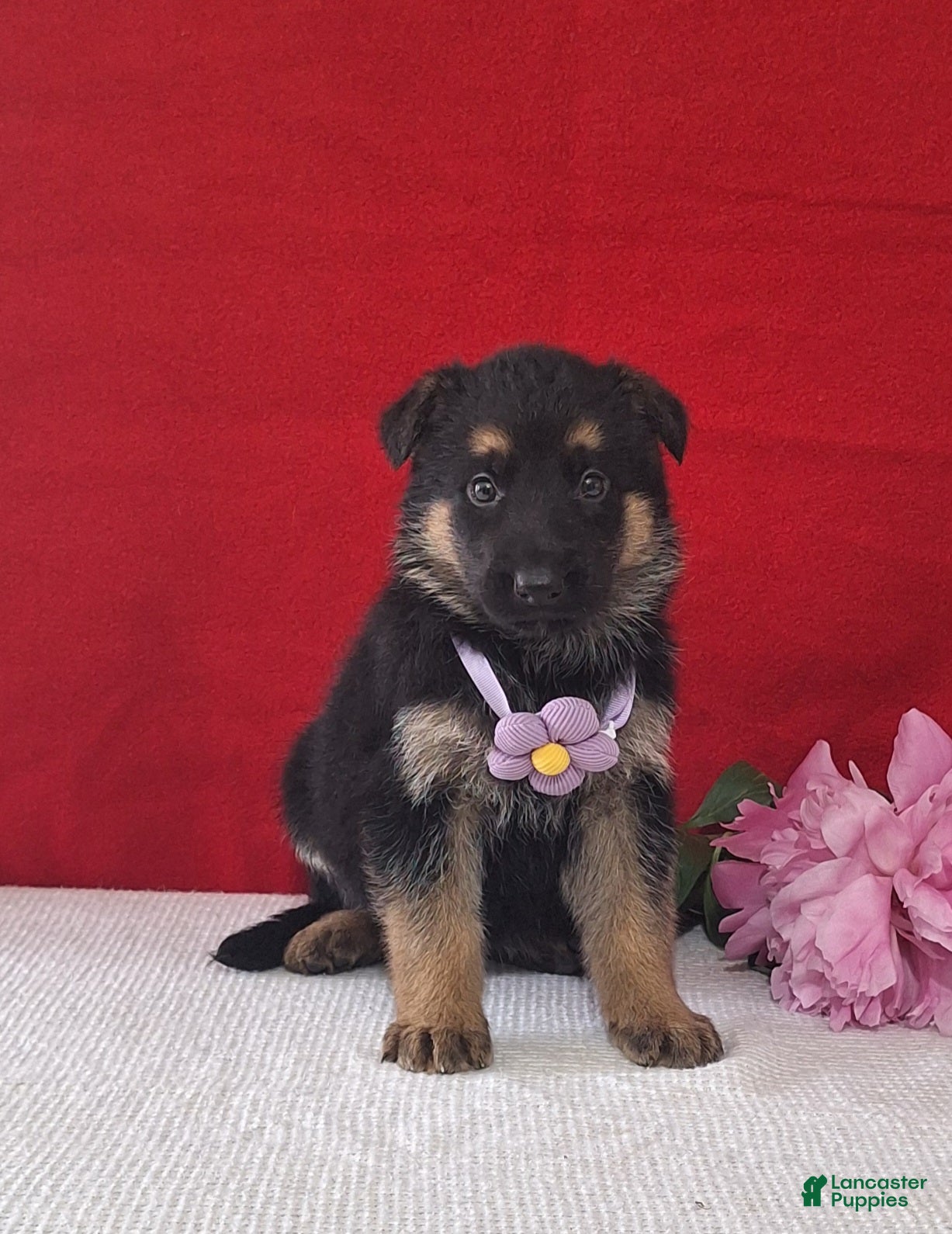 German Shepherd dogs Lilac - Ad 1