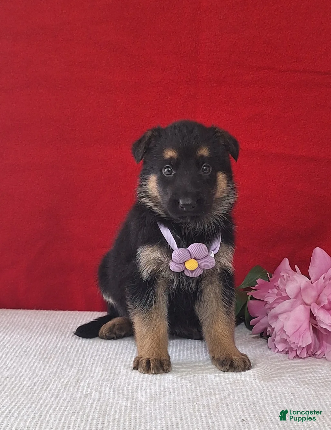 German Shepherd dogs for sale: Lilac - Ad 1