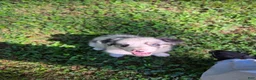 Australian Shepherd dogs for sale: Australian Shepherd 2 - Ad 3