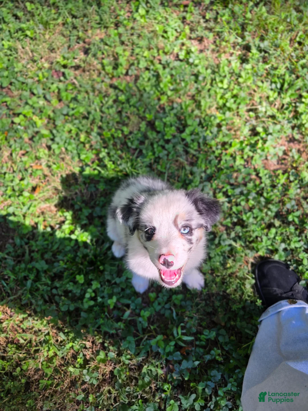 Australian Shepherd dogs for sale: Australian Shepherd 2 - Ad 3
