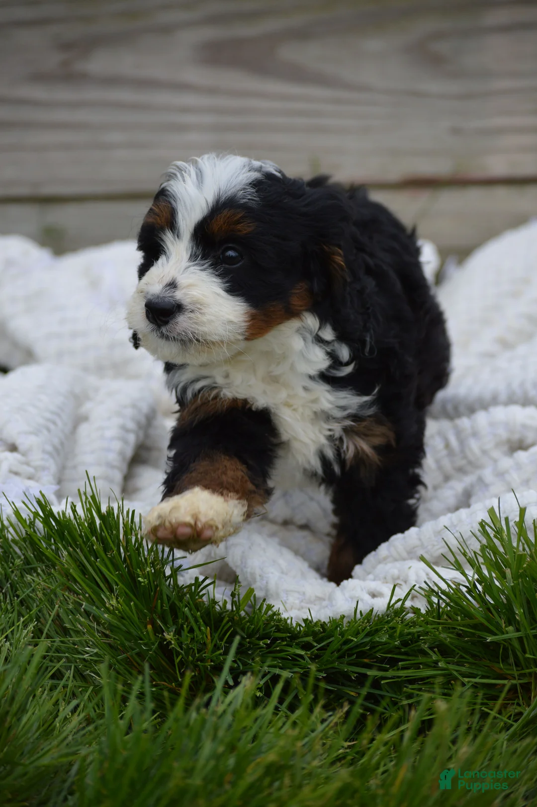 Mini Bernedoodle dogs for sale: Lenny - Ad 1