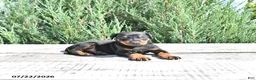 Doberman Pinscher dogs for sale: Bruno - Ad 5