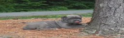 Cane Corso dogs for sale: SMURFET - Ad 4