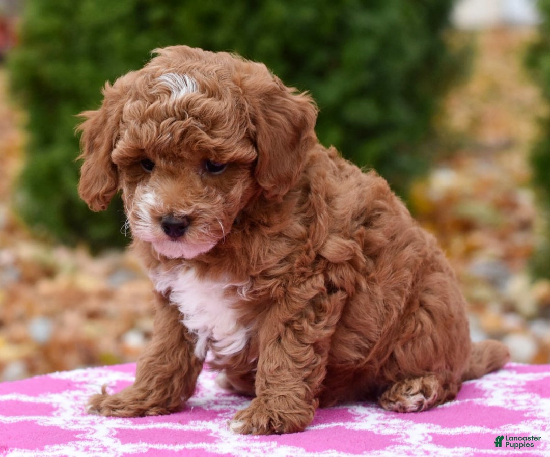 Miniature Poodle dogs for sale: Fargo - Ad 3