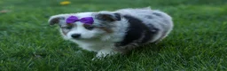 Australian Shepherd dogs for sale: MUFFIN - Ad 6
