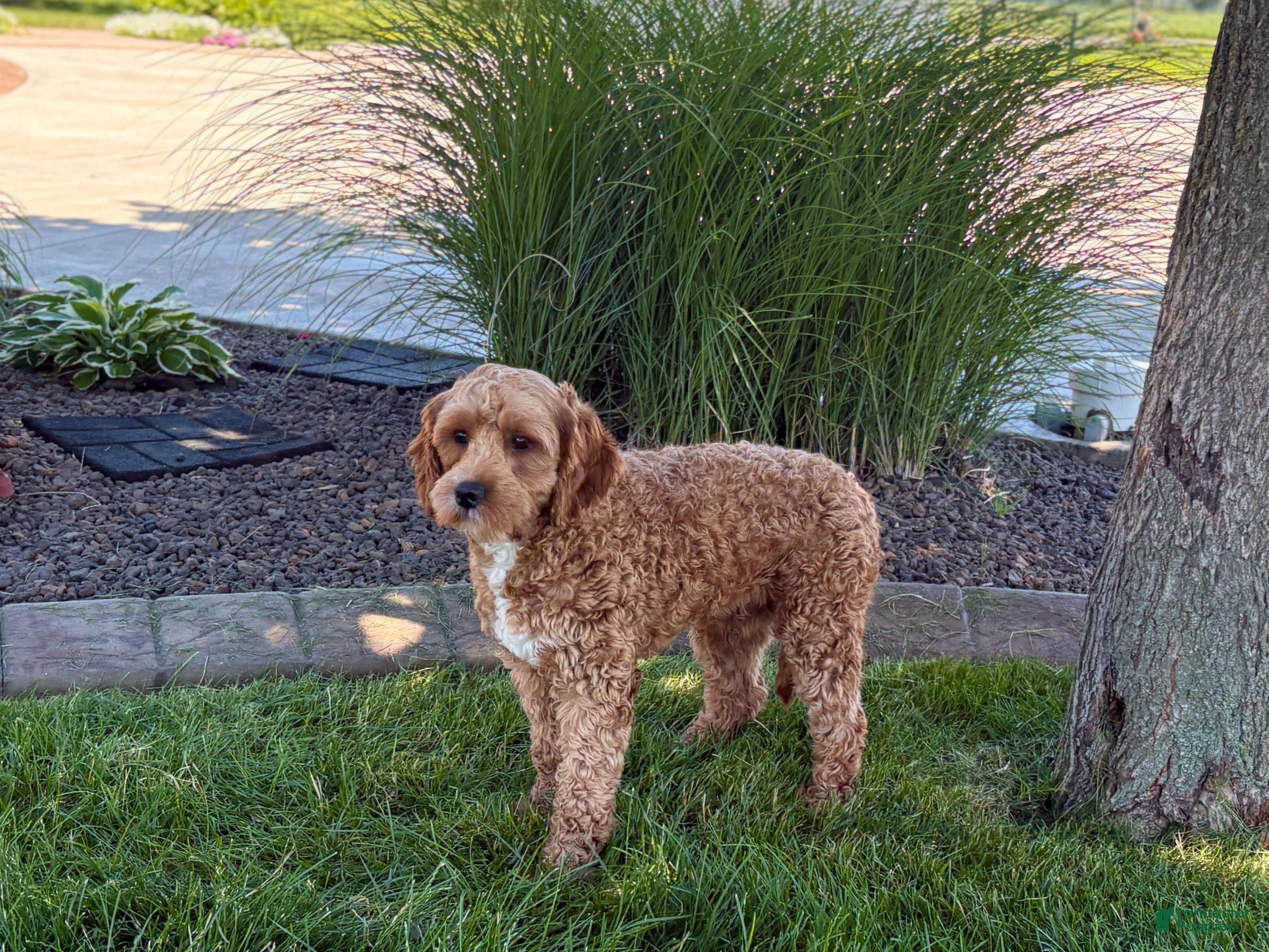 Cavapoo dogs Danny F1 - Ad 2