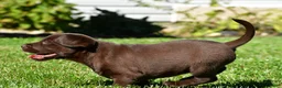 Labrador Retriever dogs for sale: Chino - Ad 17
