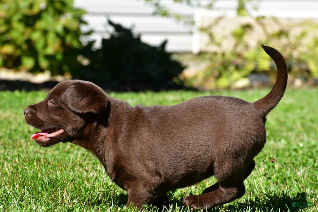 Labrador Retriever dogs for sale: Chino - Ad 17
