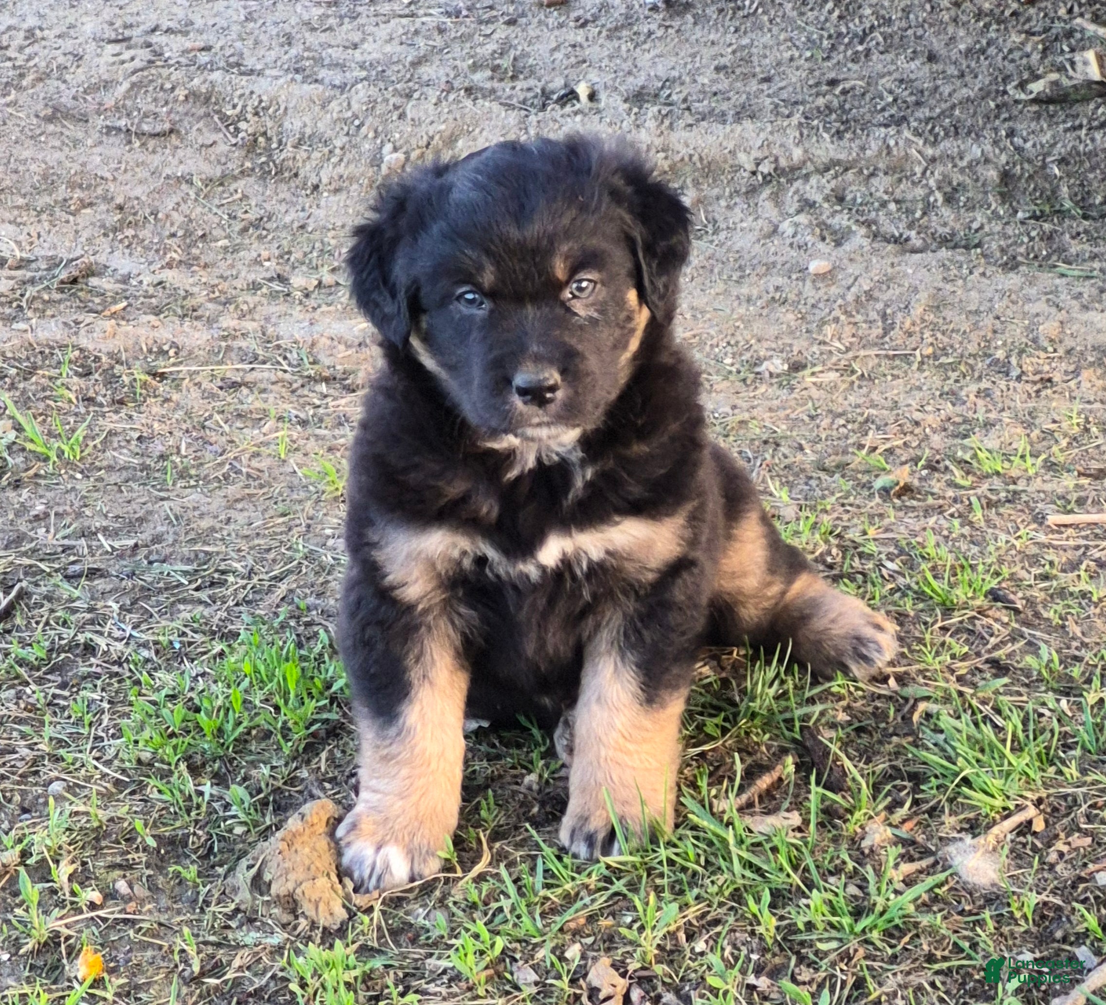 Australian Shepherd dogs Australian Shepherd Puppy 2 - Ad 1