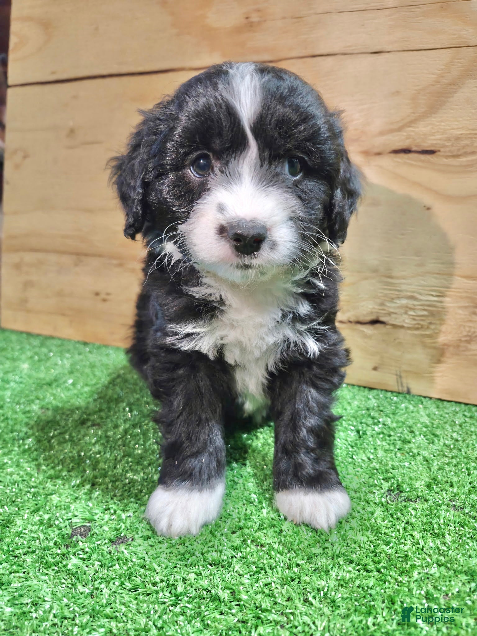 Mini Aussiedoodle dogs Mini Aussiedoodle Puppy 3 - Ad 2