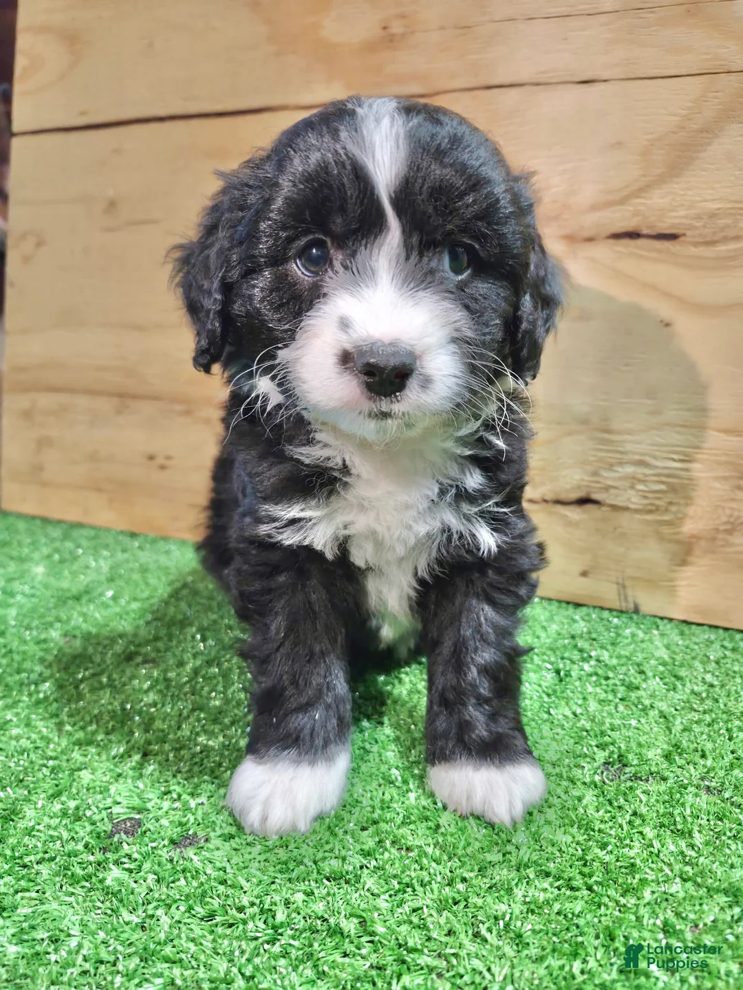 Mini Aussiedoodle dogs for sale: Mini Aussiedoodle Puppy 3 - Ad 2